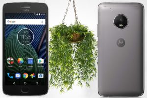 Moto G5 with Hanging Plant Background