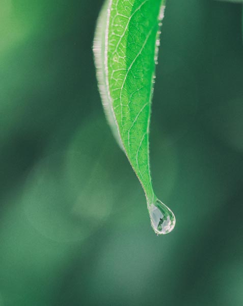 Leaf macro image sample