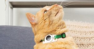 Tile Cat Tracking Tag on Orange Cat
